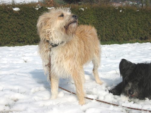 Henry im Schnee