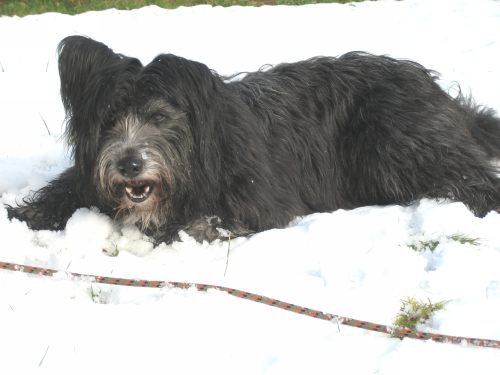 Jule im Schnee